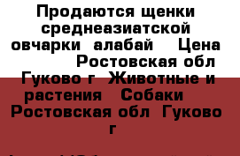 Продаются щенки среднеазиатской овчарки (алабай) › Цена ­ 15 000 - Ростовская обл., Гуково г. Животные и растения » Собаки   . Ростовская обл.,Гуково г.